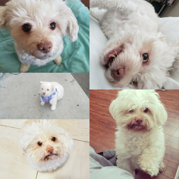 Meet your Posher, Iris - Picture 7 of 8